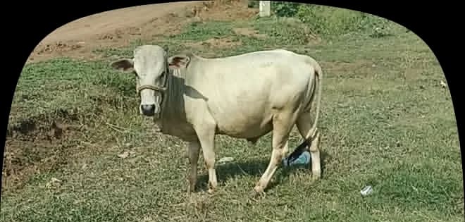 Punganur  Cow P0224 in  ANDHRA PRADESH