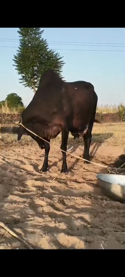 Others Cow in  RAJASTHAN