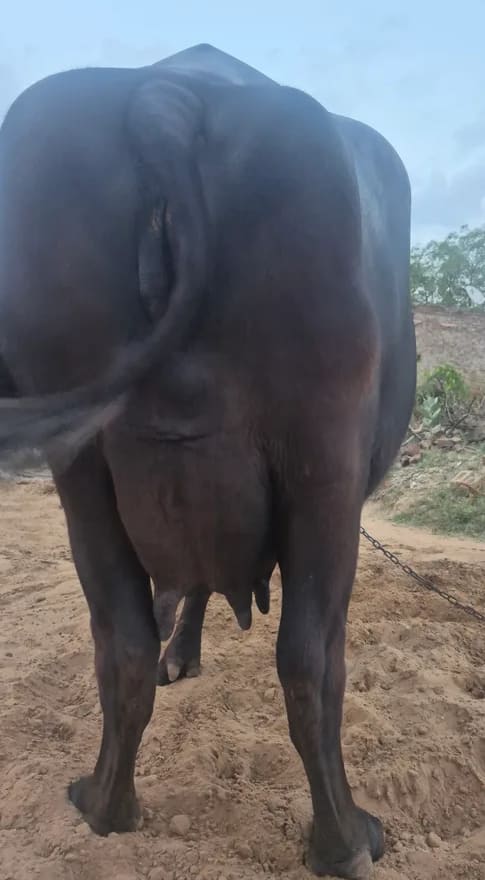 Murrah Buffalo in  RAJASTHAN