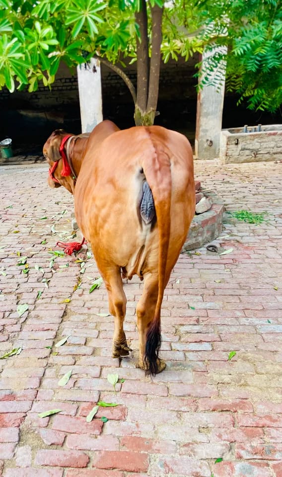 Sahiwal Cow in  NA