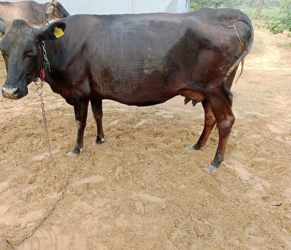 Rathi Cow R0507 in  RAJASTHAN