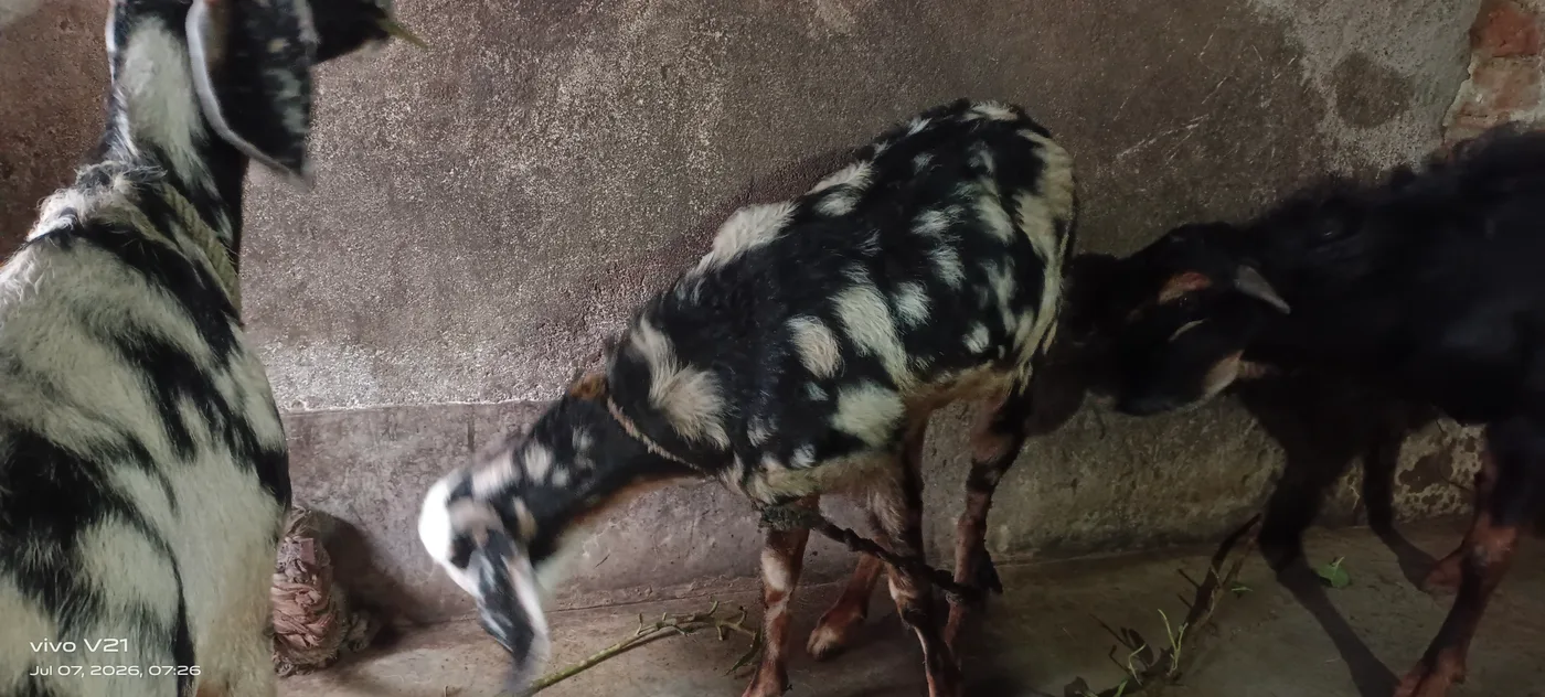 Sirohi Goat S0581 in  WEST BENGAL