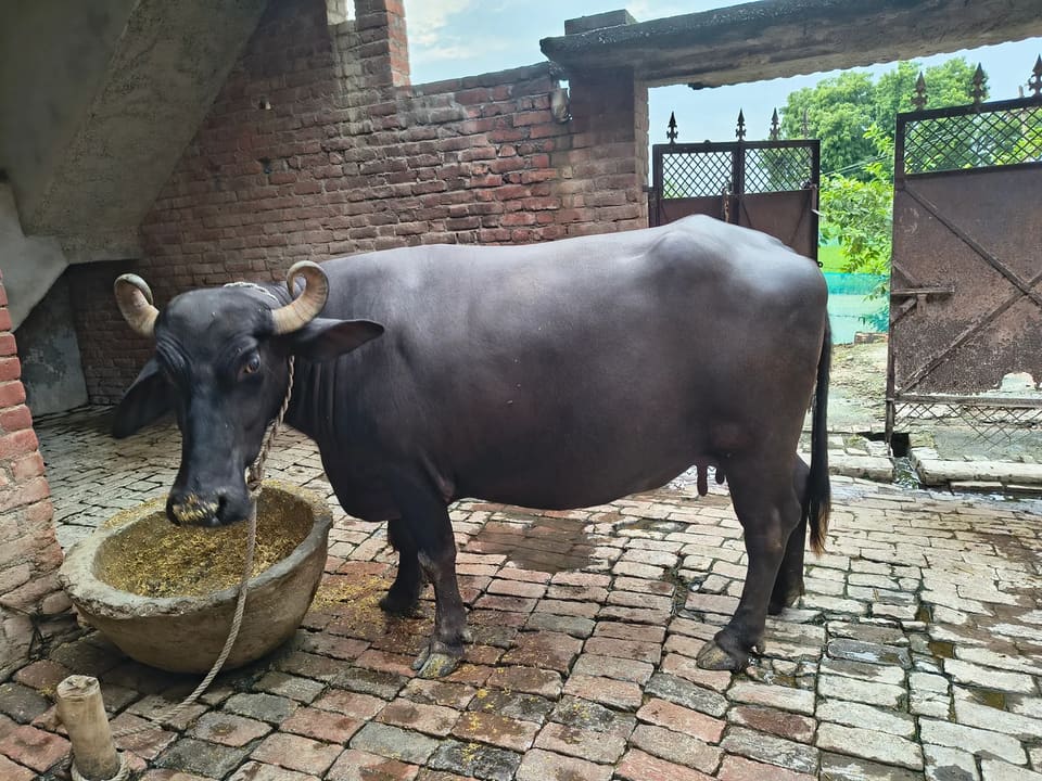 Jafarabadi Buffalo J0437 in  UTTAR PRADESH
