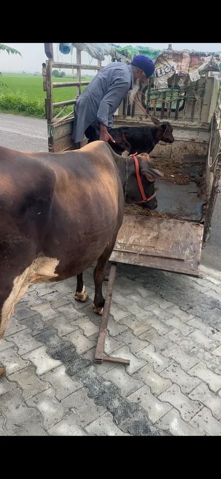 Sahiwal Heifer Cow S1919 in  PUNJAB
