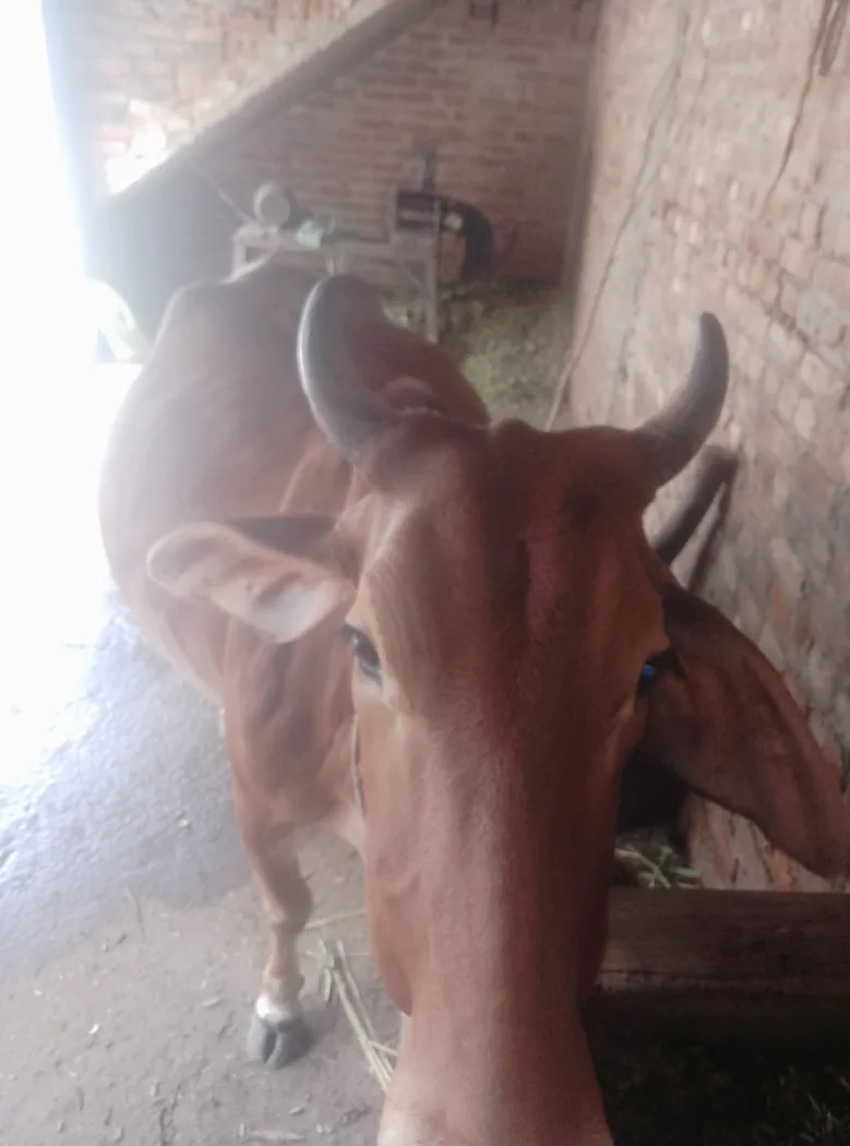 Others Cow in  UTTAR PRADESH