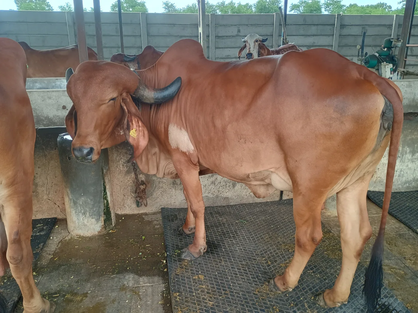 Gir Cow G2094 in  GUJARAT