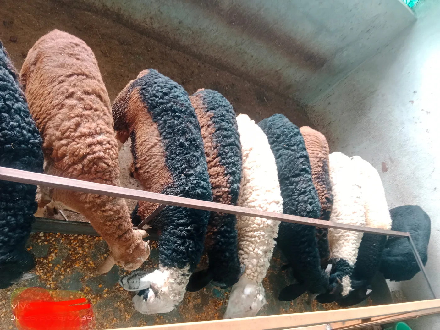Naati Sheep O0091 in  KARNATAKA