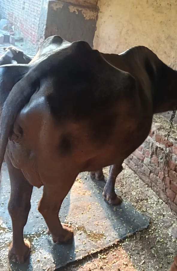 Others Buffalo in  HARYANA