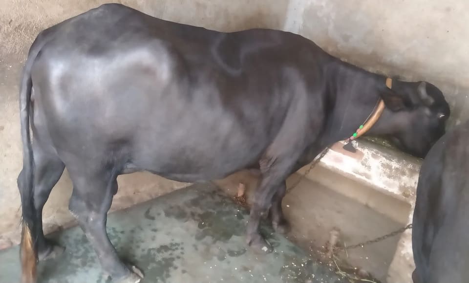 Murrah Buffalo M5067 in  HARYANA