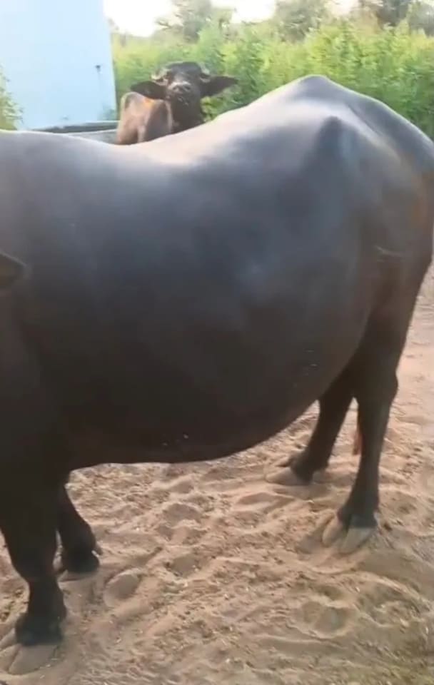 Murrah Buffalo in  RAJASTHAN
