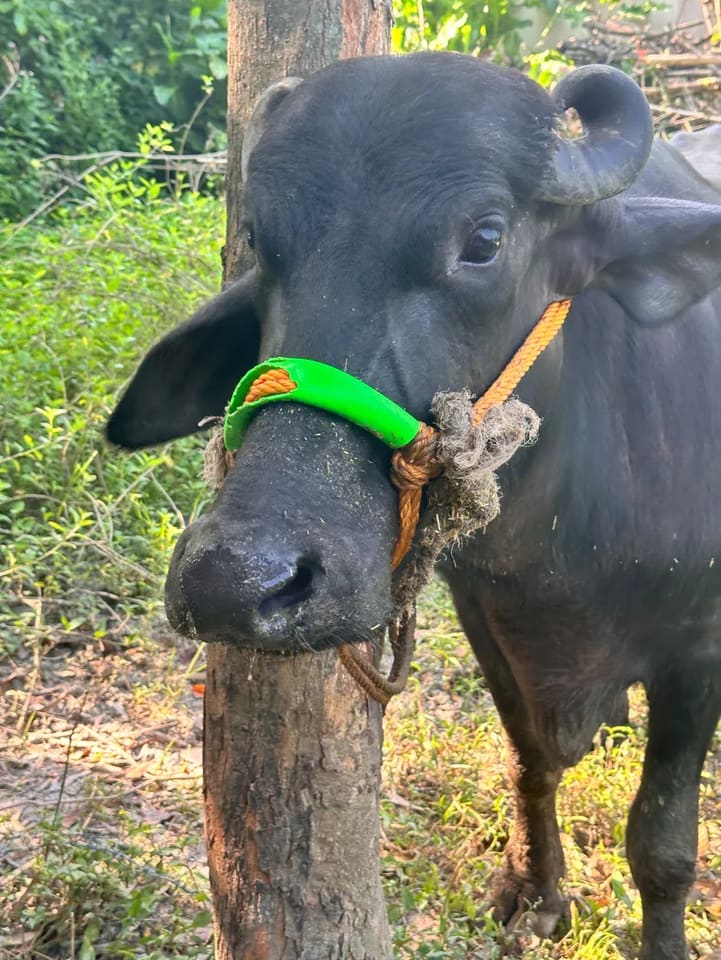 Murrah Buffalo in  UTTAR PRADESH