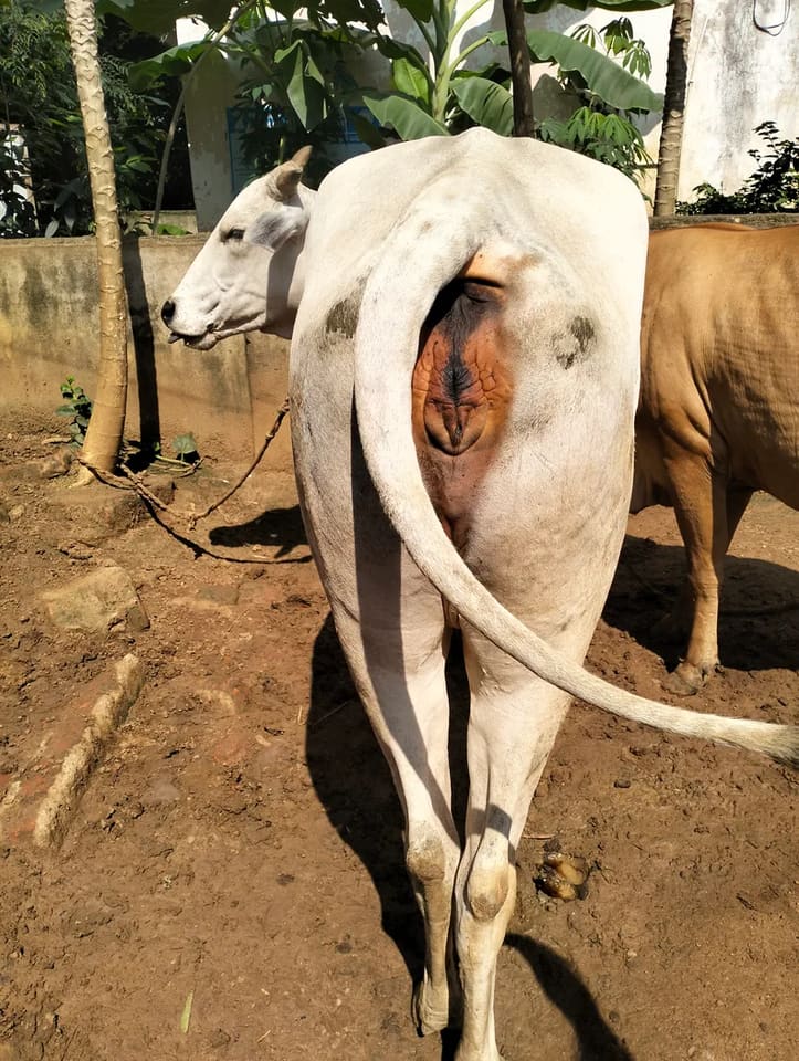 Others Cow in  ANDHRA PRADESH
