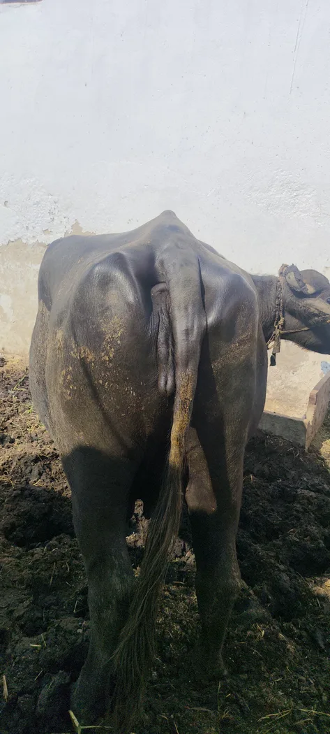 Murrah Buffalo in  RAJASTHAN