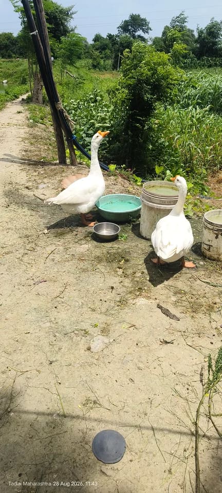Others Others in  MAHARASHTRA