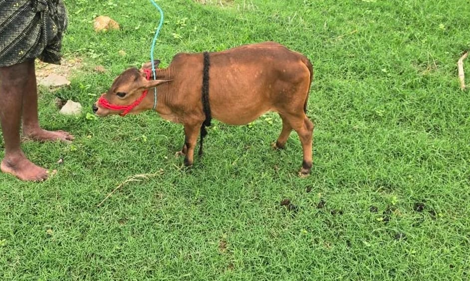 Punganur  Heifer Cow P0217 in  MAHARASHTRA