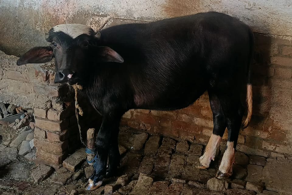 khunda Desi Bull O0976 in  UTTAR PRADESH