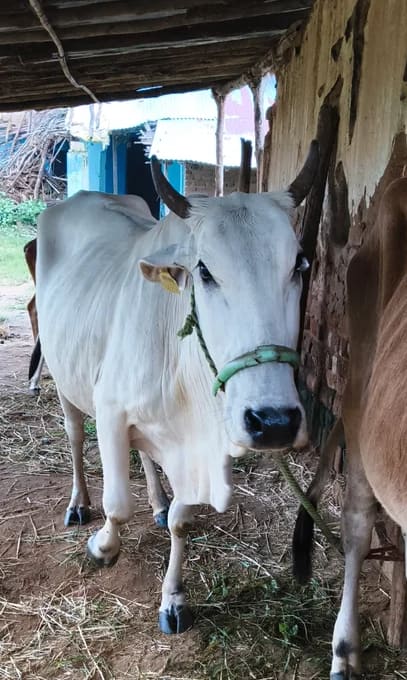 Tharparkar Cow in  MADHYA PRADESH