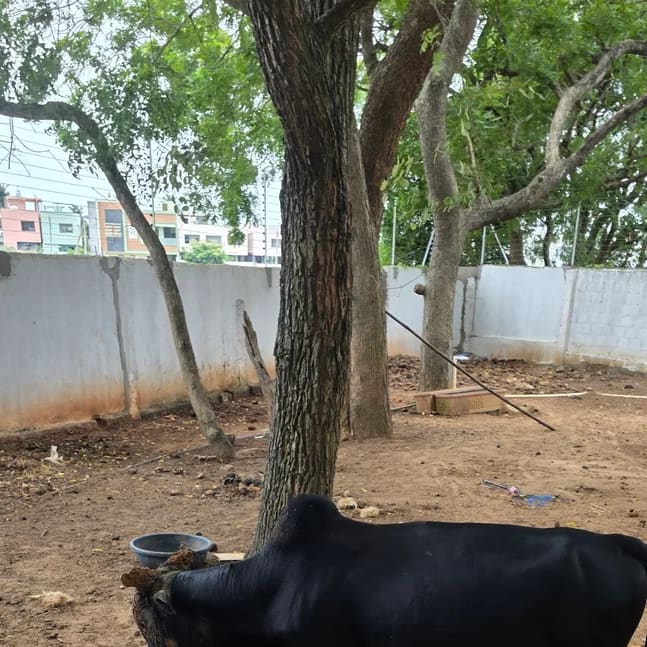Punganur  Cow in  ANDHRA PRADESH