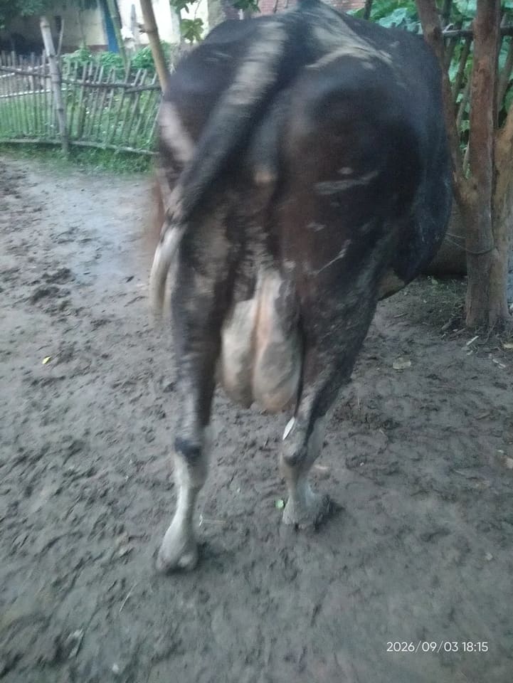 HF Cow in  BIHAR