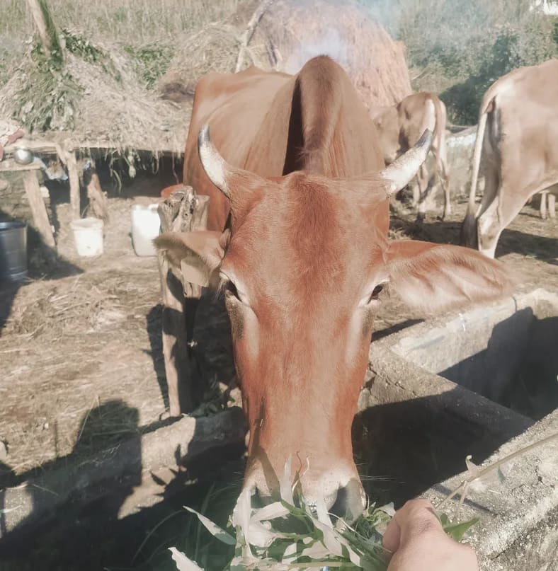Others Cow in  UTTARAKHAND
