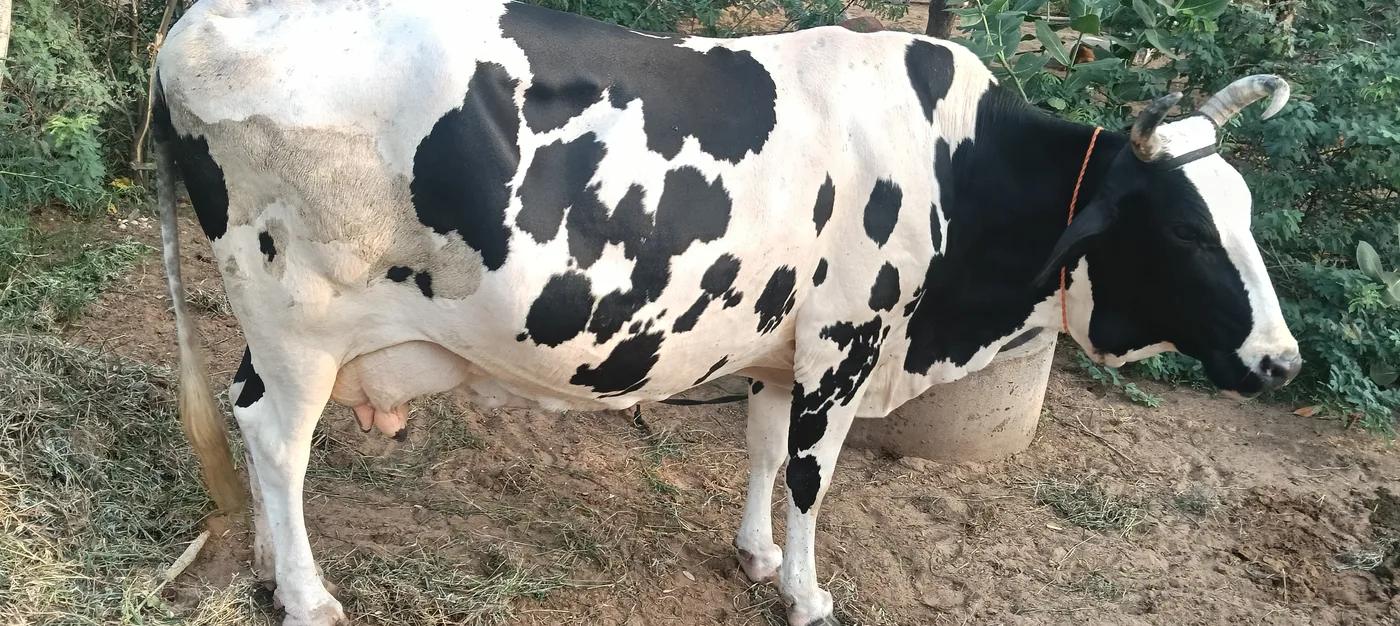 Aslam khan Buffalo O0527 in  RAJASTHAN