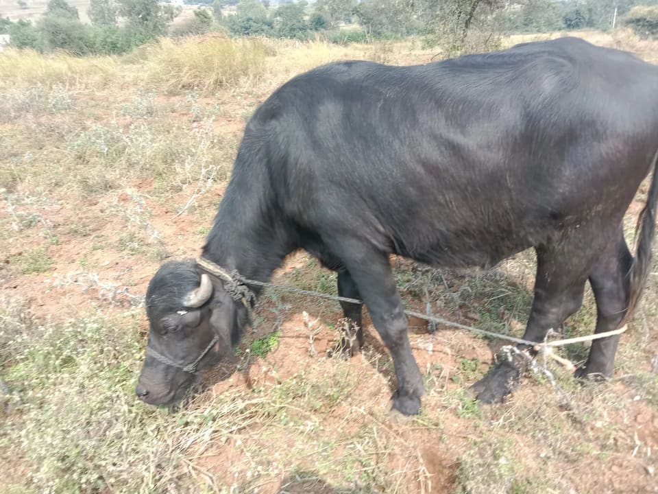 Murrah Buffalo O0683 in  MAHARASHTRA