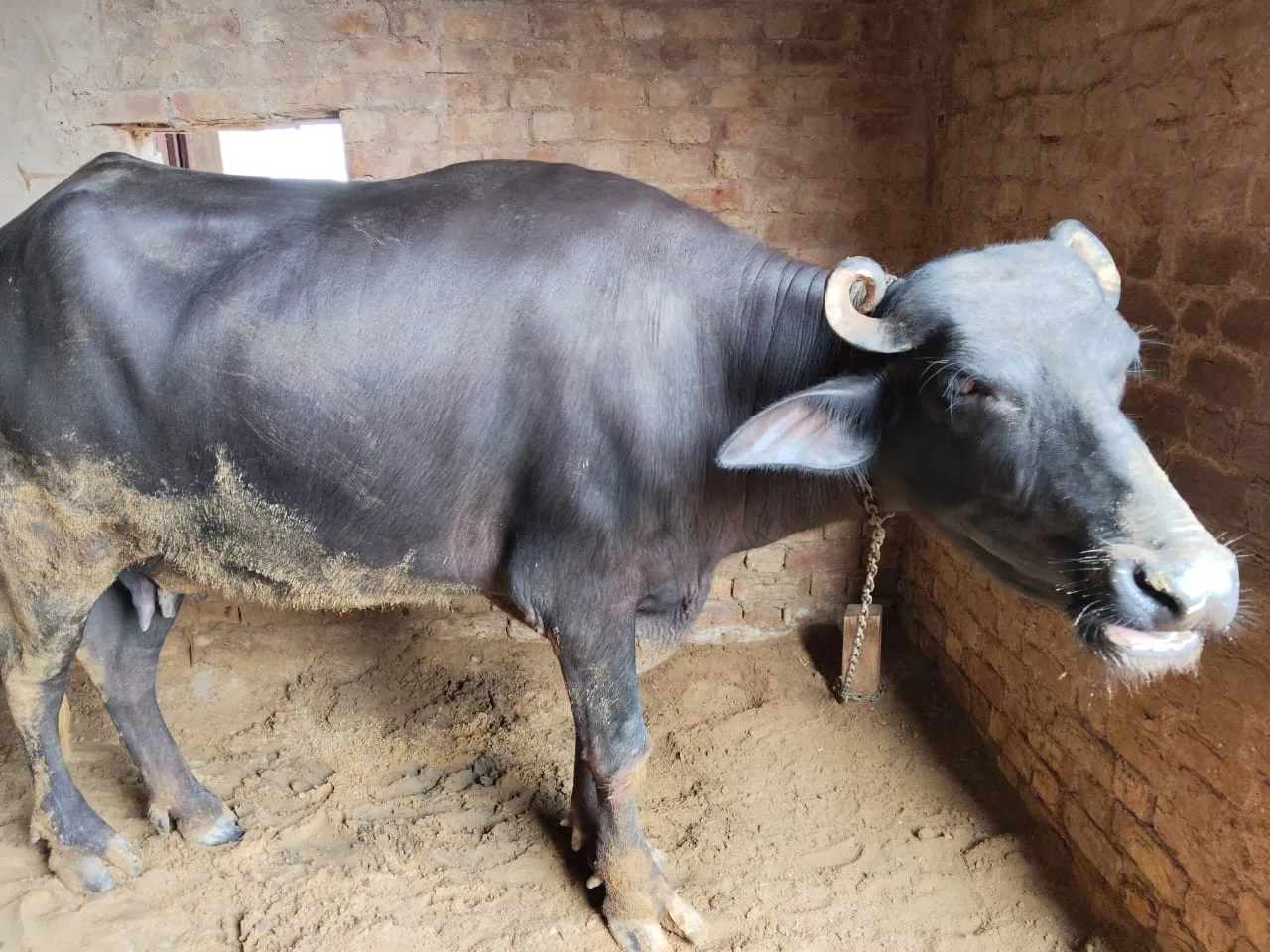 Murrah Buffalo in  RAJASTHAN