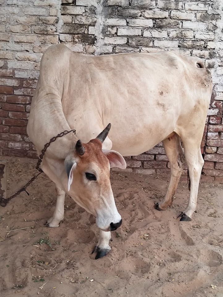Hariyana Cow H0299 in  RAJASTHAN