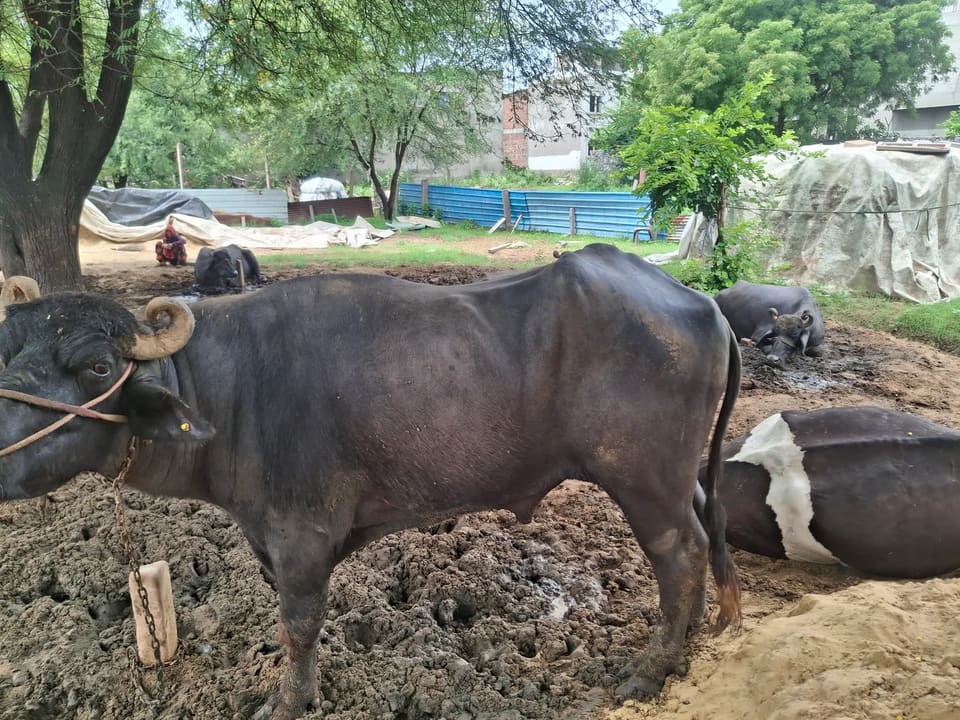 Murrah Buffalo M4708 in  RAJASTHAN