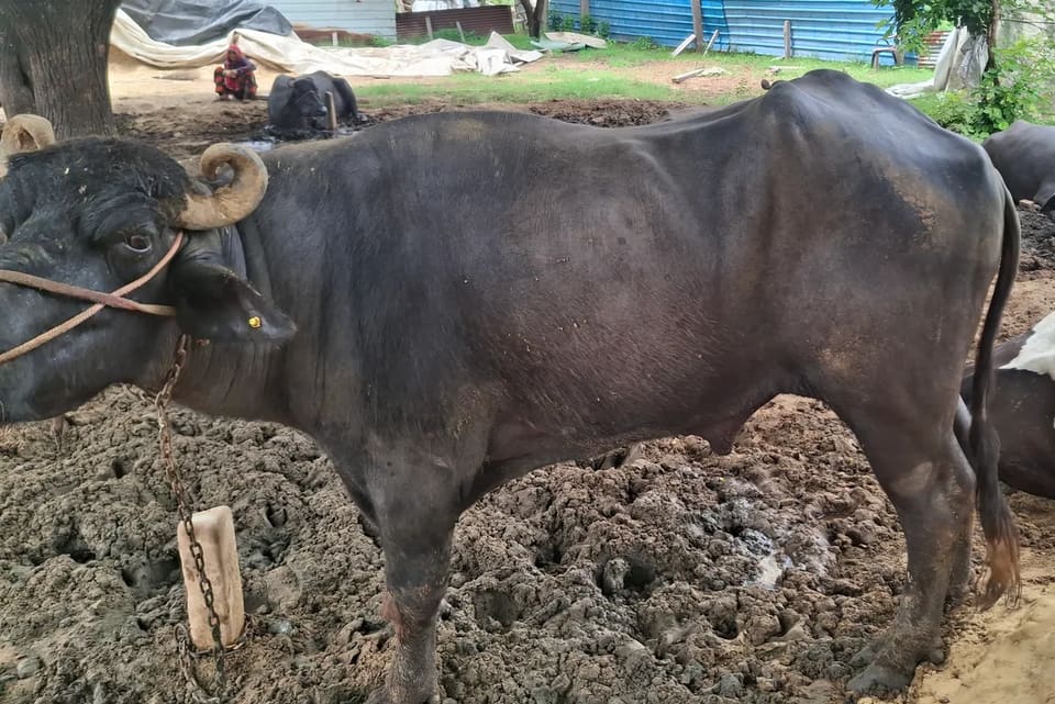 Murrah Buffalo M4707 in  RAJASTHAN
