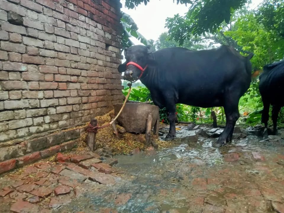 Murrah Buffalo in  UTTAR PRADESH