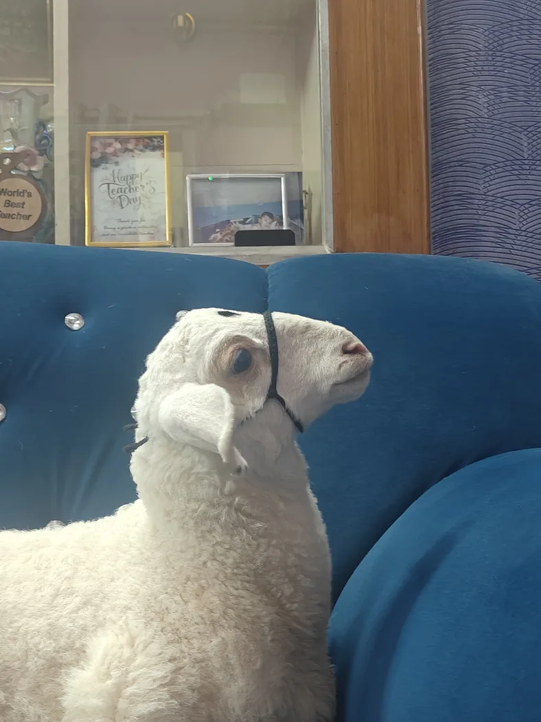 Bannur Sheep in  KARNATAKA