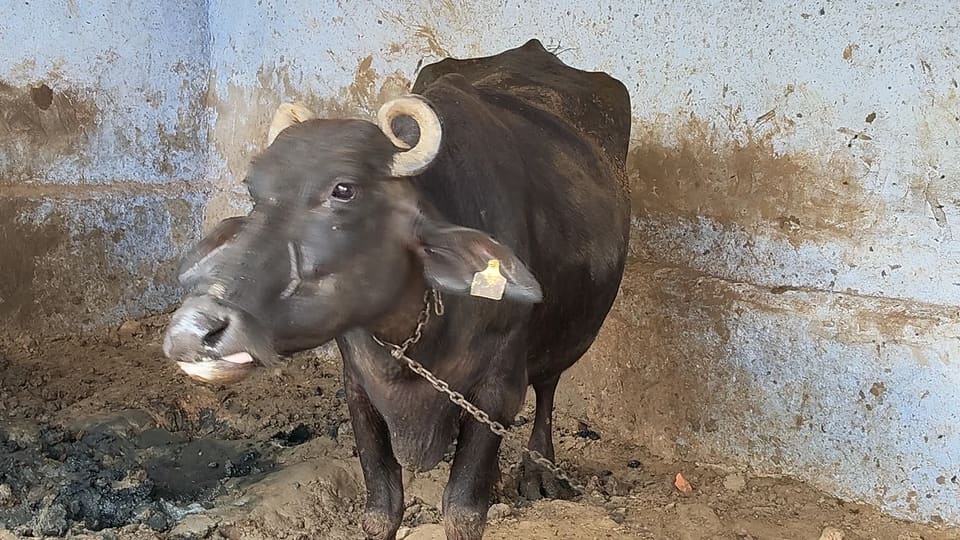 Murrah Buffalo in  RAJASTHAN