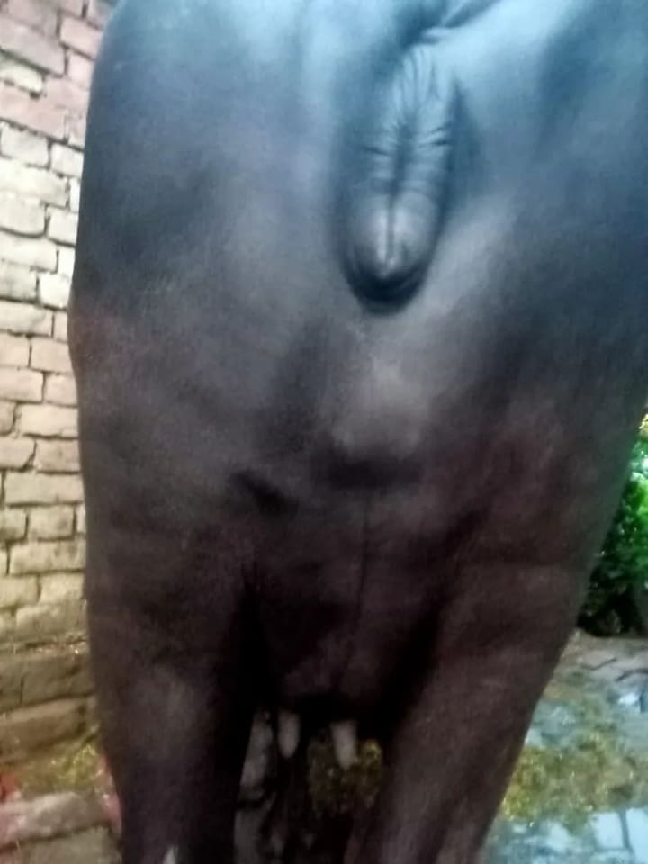 Murrah Buffalo in  UTTAR PRADESH