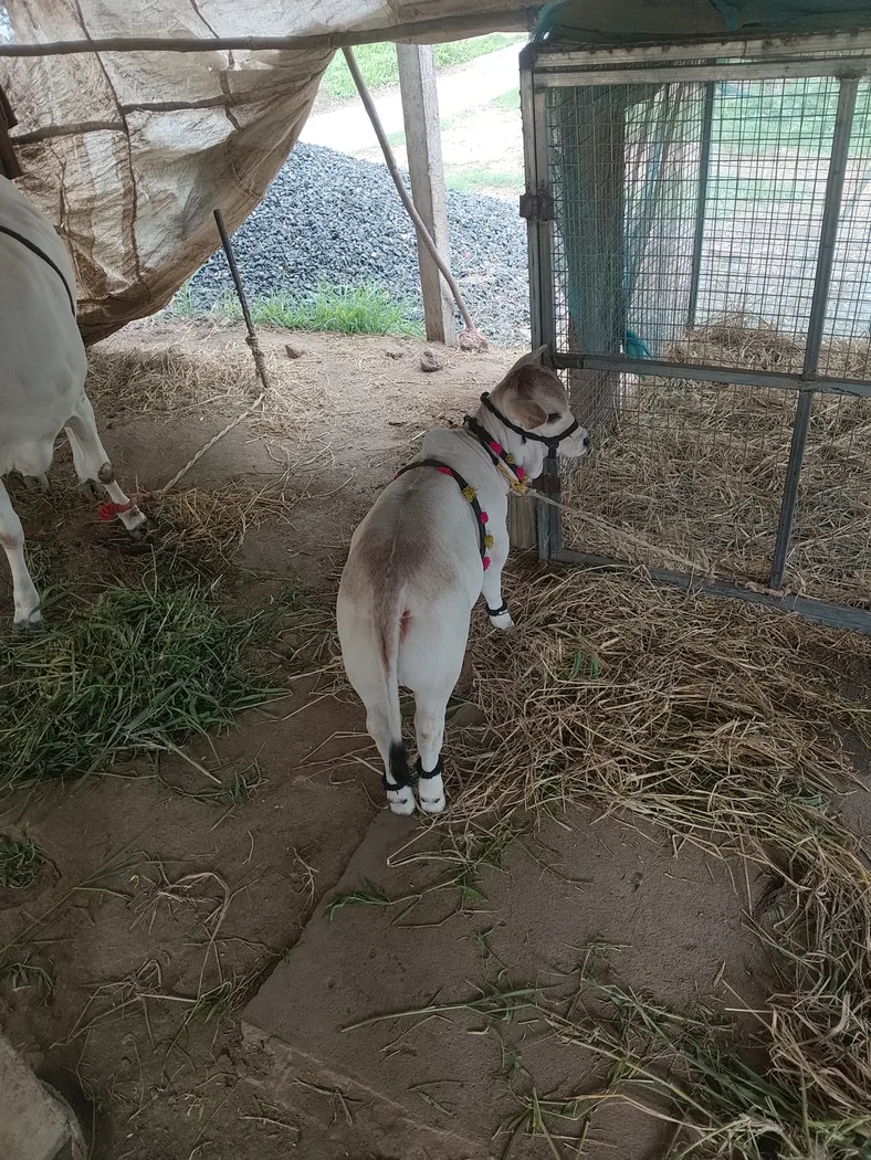 Others Cow in  ANDHRA PRADESH