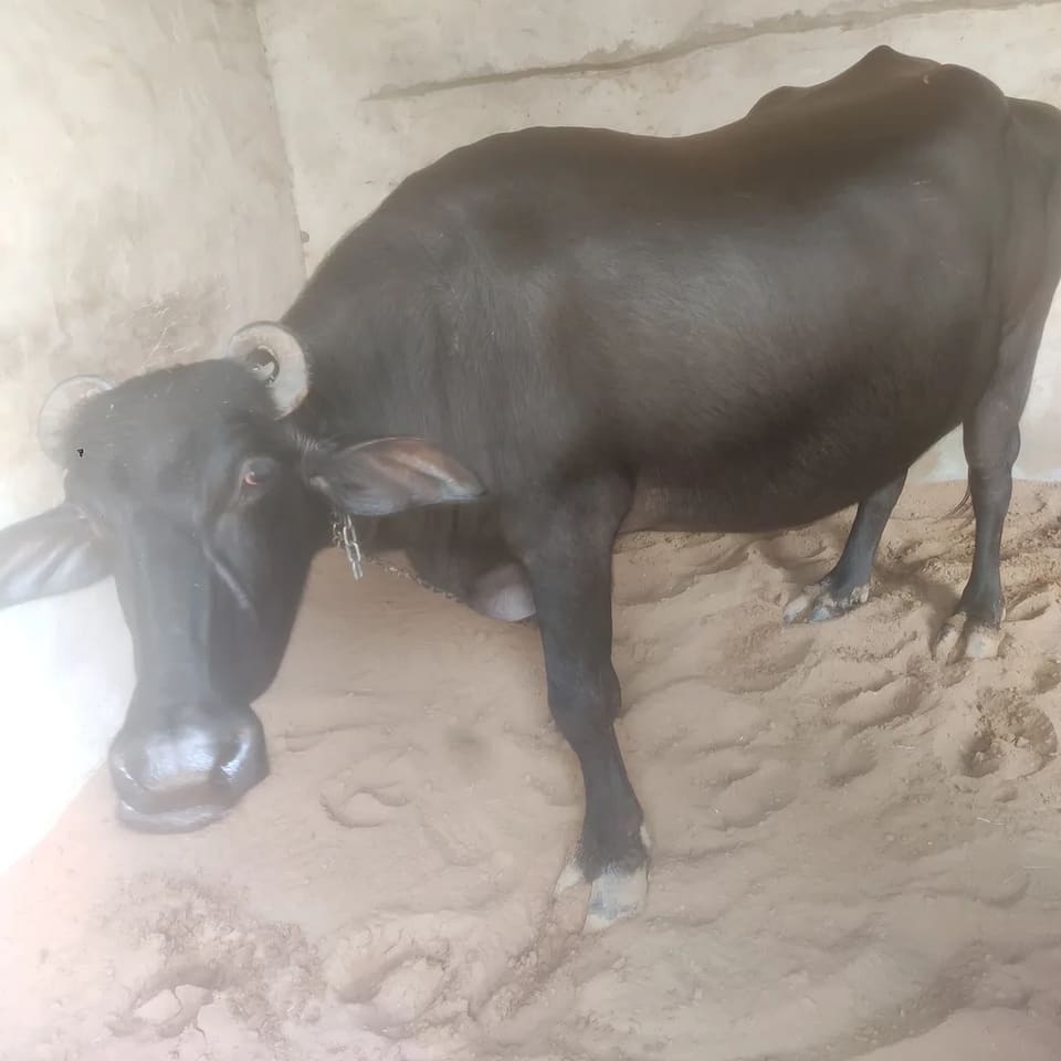 Others Buffalo in  HARYANA
