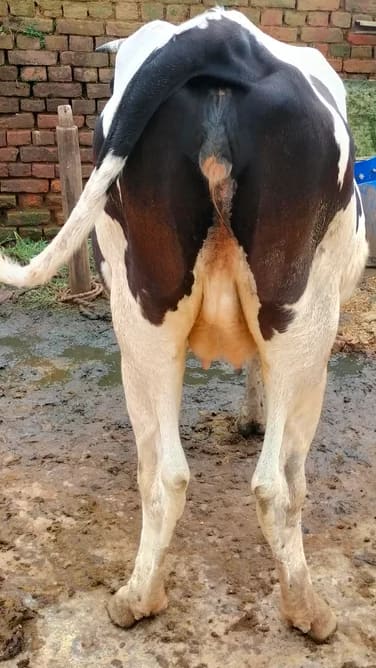 HF Cow in  JHARKHAND