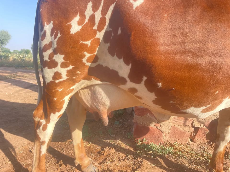 Rathi Cow R0537 in  RAJASTHAN