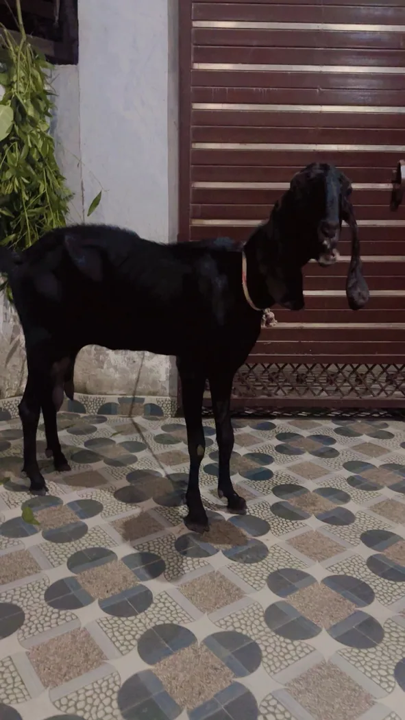 Kota Goat in  PUNJAB