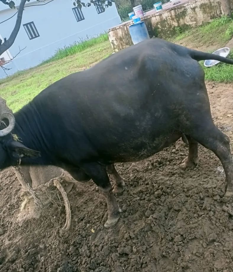 Murrah Buffalo M5040 in  RAJASTHAN