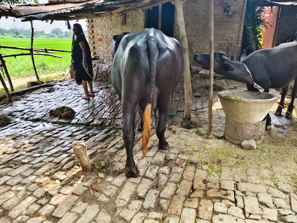 Murrah Buffalo in  UTTAR PRADESH