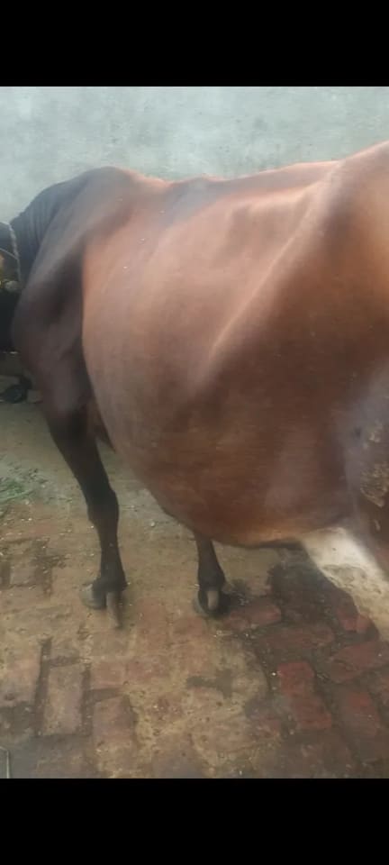 HF Cow H3340 in UTTARAKHAND