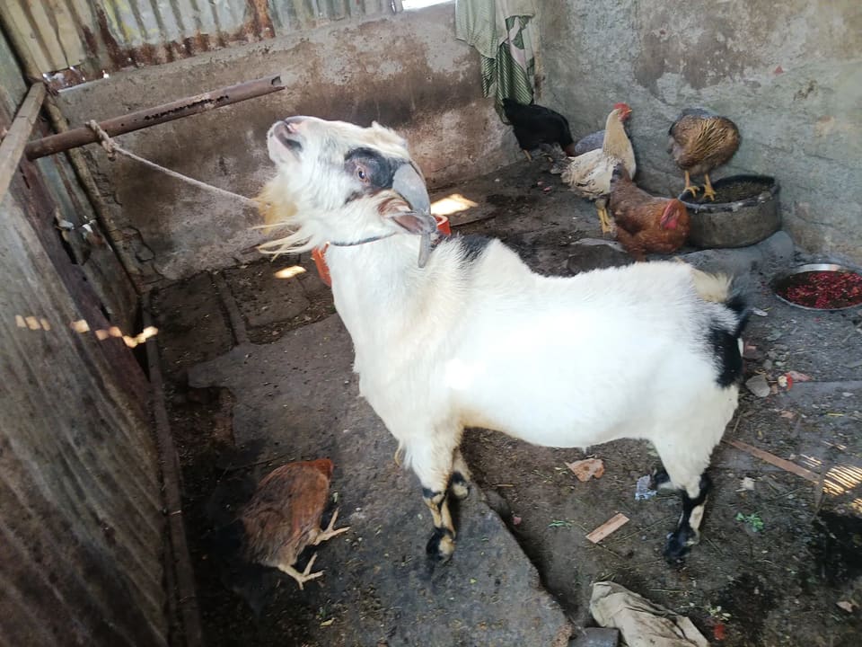 Benthem bakra bakra O0252 in  MAHARASHTRA