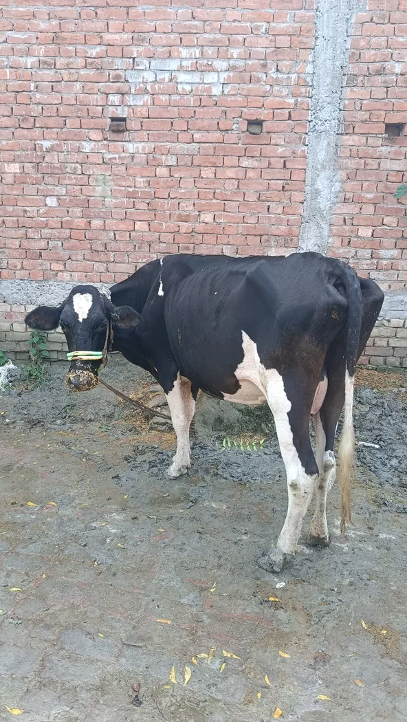 HF Cow H3339 in  UTTAR PRADESH