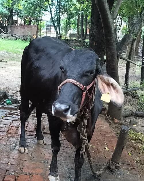HF Cow in  UTTAR PRADESH