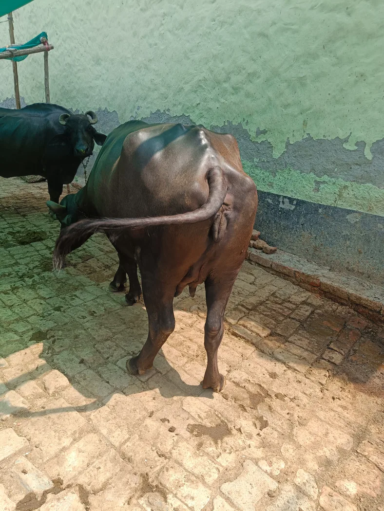 Murrah Buffalo in  UTTAR PRADESH