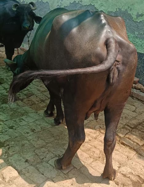 Murrah Buffalo in  UTTAR PRADESH