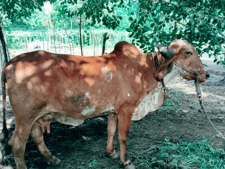 Gir Cow in  GUJARAT
