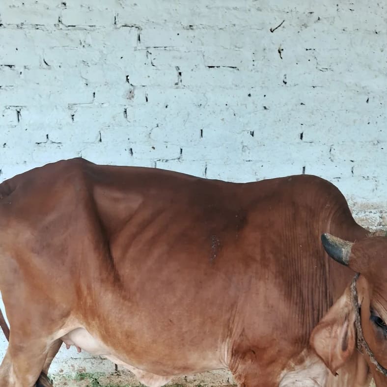 Gir Heifer Cow G2112 in  UTTAR PRADESH