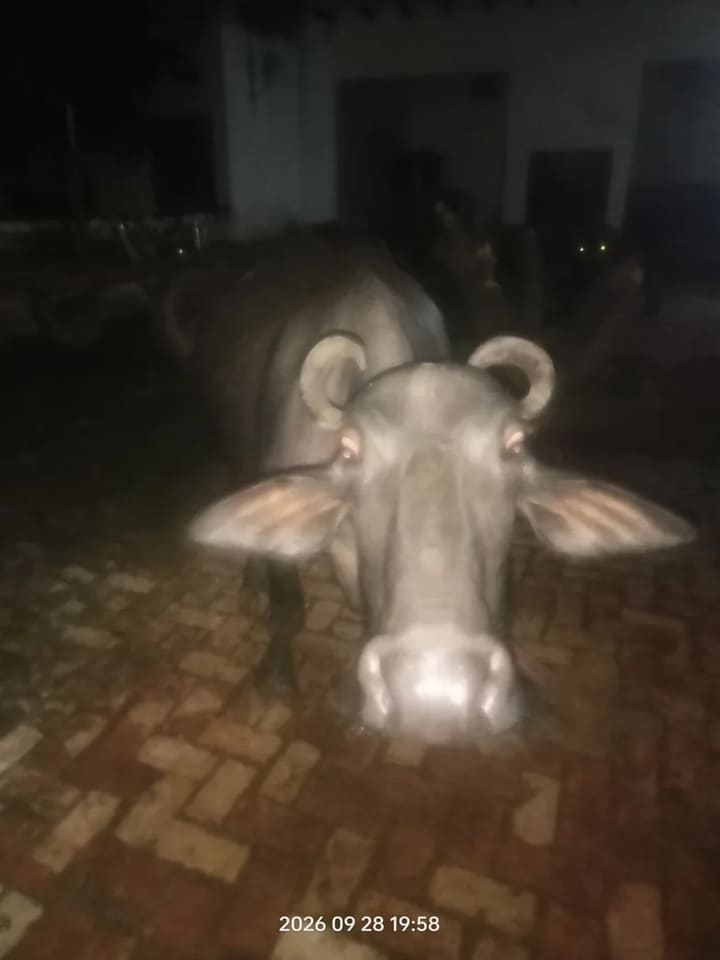 Murrah Buffalo in  UTTAR PRADESH